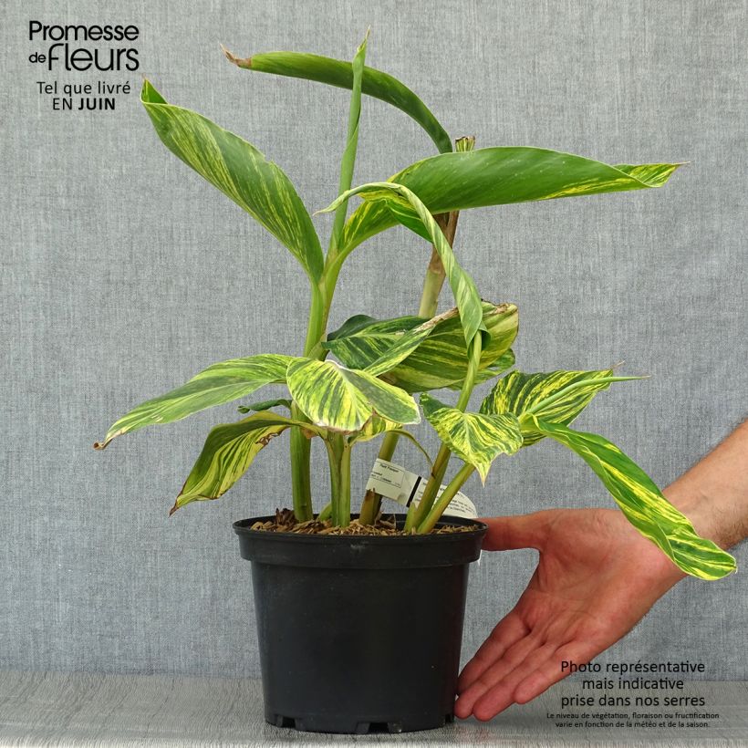 Exemplaar van Alpinia zerumbet Variegata - Schelpgember Pot van 2 l/3 l zoals geleverd in de zomer