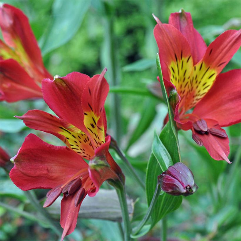 Alstroemeria Inca Adore - Incalelie (Bloei)