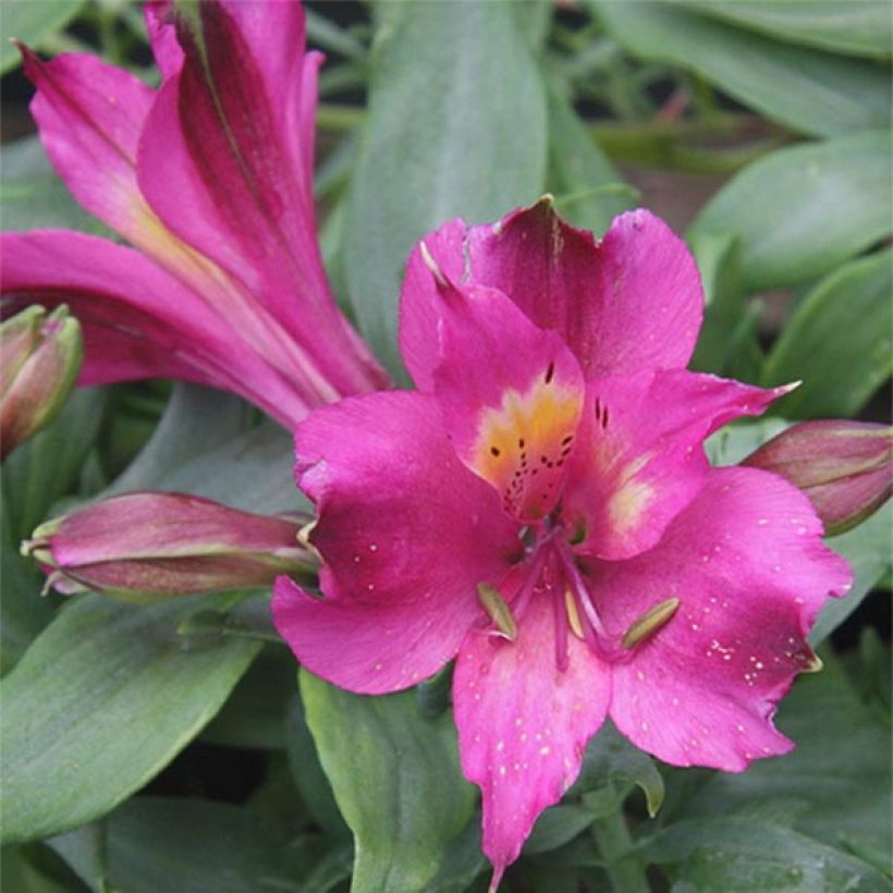 Alstroemeria Inca Yuco - Incalelie (Bloei)