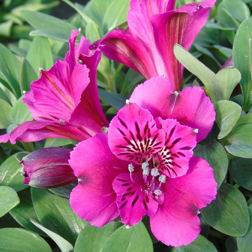 Alstroemeria Pitchounes Leonie - Incalelie (Bloei)