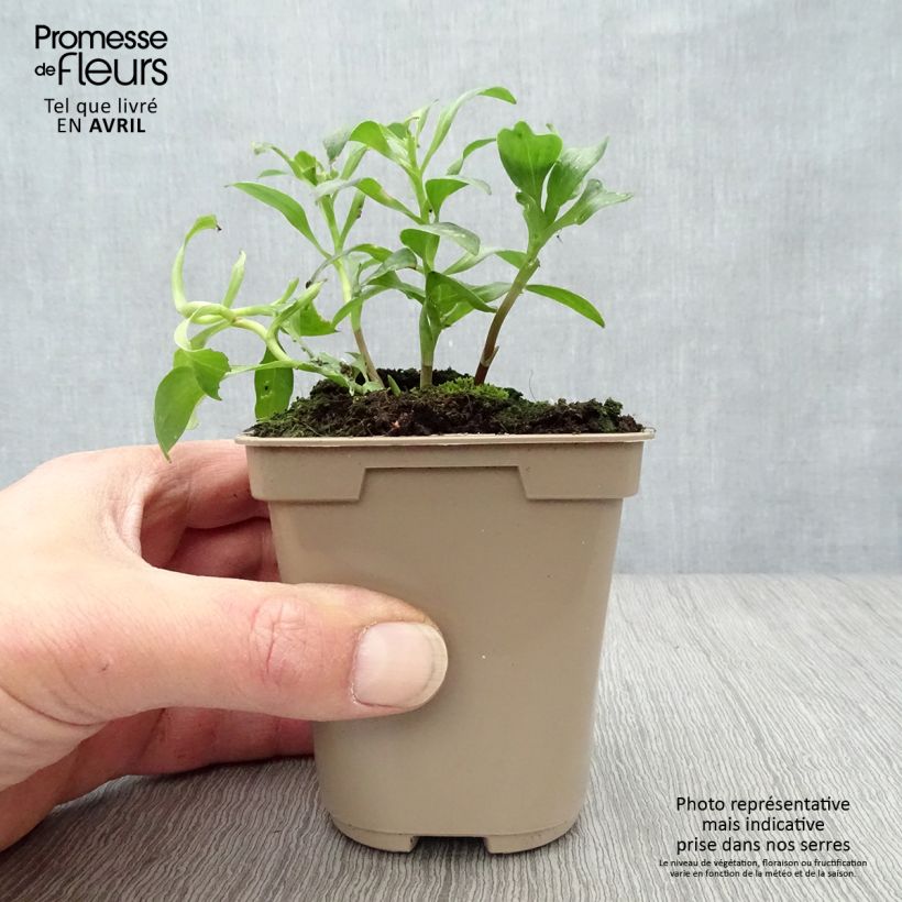 Example of Alstroemeria Duc d'Anjou Arthur - Incalelie Kweekpotje van 8/9 cm as you get in printemps