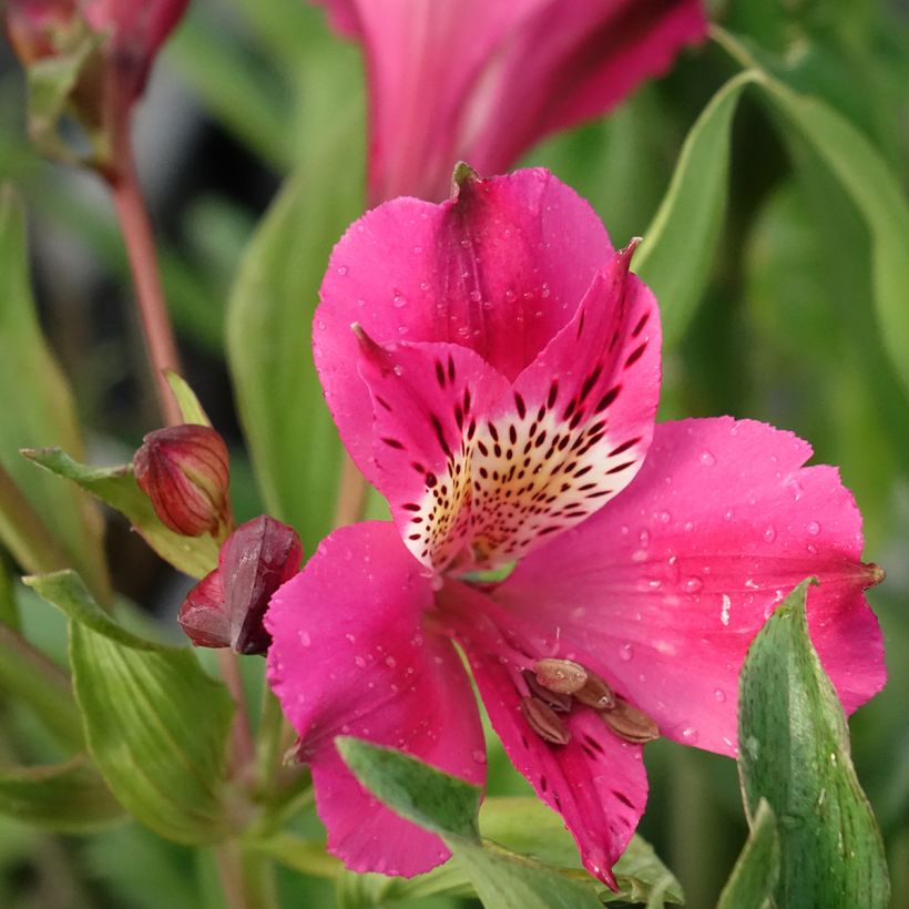 Alstroemeria Duc d'Anjou Edouard - Incalelie (Bloei)