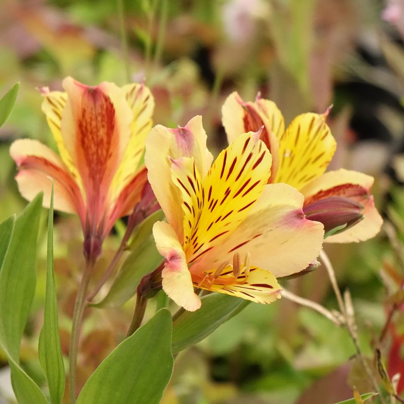 Alstroemeria Duc d'Anjou Nicolas - Incalelie (Bloei)
