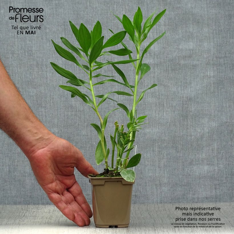 Example of Alstroemeria Duc d'Anjou Charles - Incalelie Kweekpotje van 8/9 cm as you get in printemps