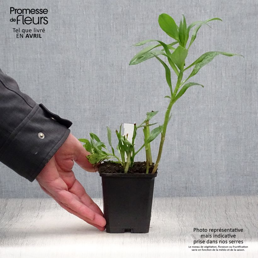 Example of Alstroemeria Duc d'Anjou Edouard - Incalelie Kweekpotje van 8/9 cm as you get in printemps