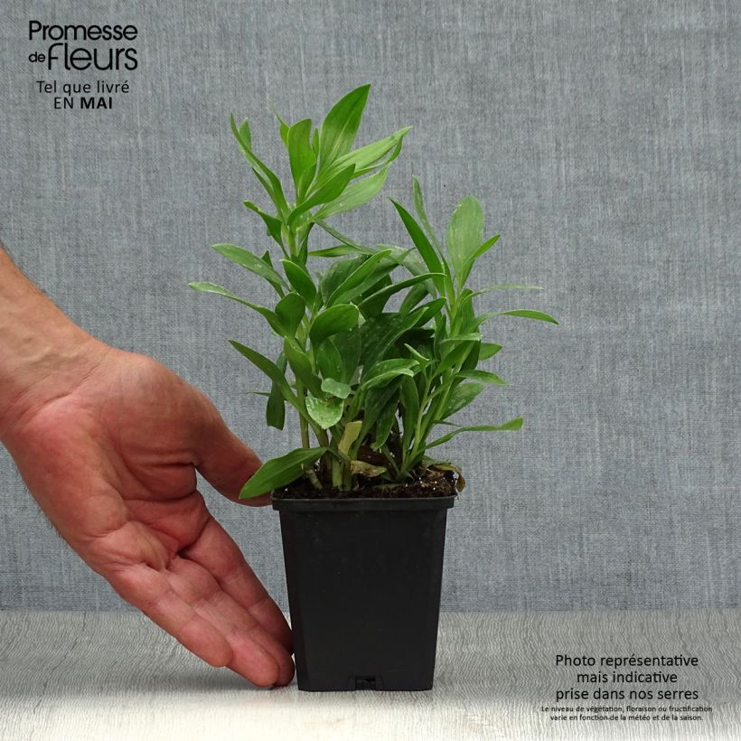 Exemplaar van Alstroemeria Duc d'Anjou François - Incalelie Kweekpotje van 8/9 cm zoals geleverd in de lente