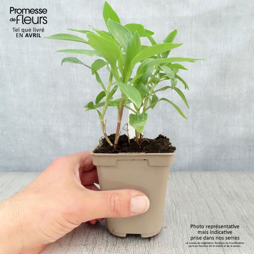 Example of Alstroemeria Duc d'Anjou Nicolas - Incalelie Kweekpotje van 8/9 cm as you get in printemps