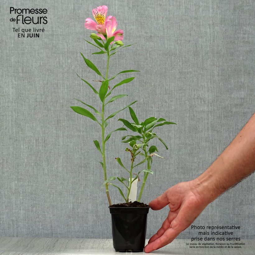 Exemplaar van Alstroemeria Duc d'Anjou Pierre - Incalelie Kweekpotje van 8/9 cm zoals geleverd in de zomer