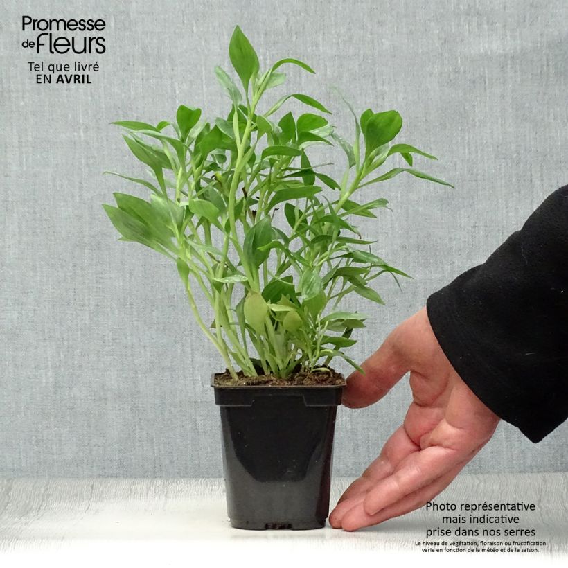 Example of Alstroemeria Duc d'Anjou Pierre - Incalelie Kweekpotje van 8/9 cm as you get in printemps