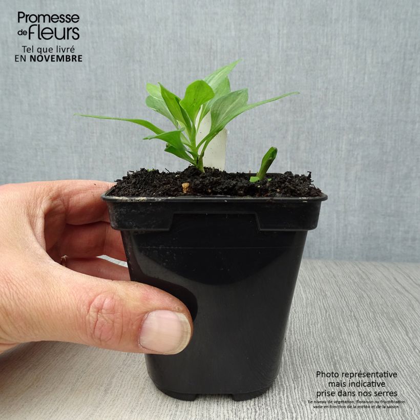 Exemplaar van Alstroemeria Duc d'Anjou Pierre - Incalelie Kweekpotje van 8/9 cm zoals geleverd in de herfst