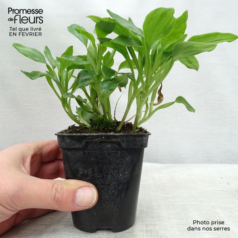 Exemplaar van Alstroemeria Duchesse Aliénor - Incalelie Kweekpotje van 8/9 cm zoals geleverd in de winter