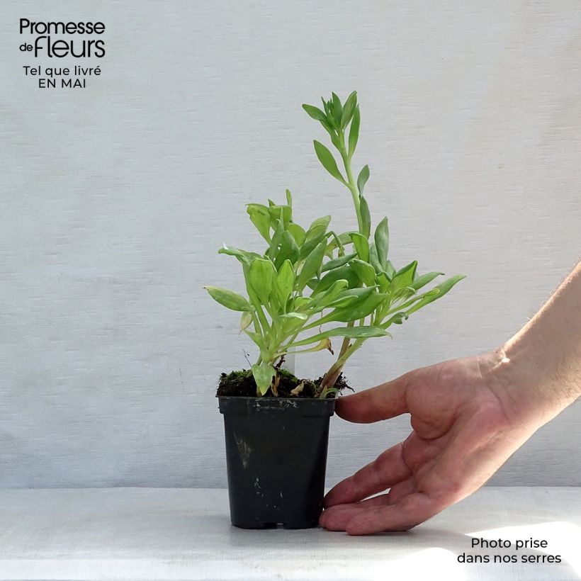 Exemplaar van Alstroemeria Duchesse Aliénor - Incalelie Kweekpotje van 8/9 cm zoals geleverd in de lente