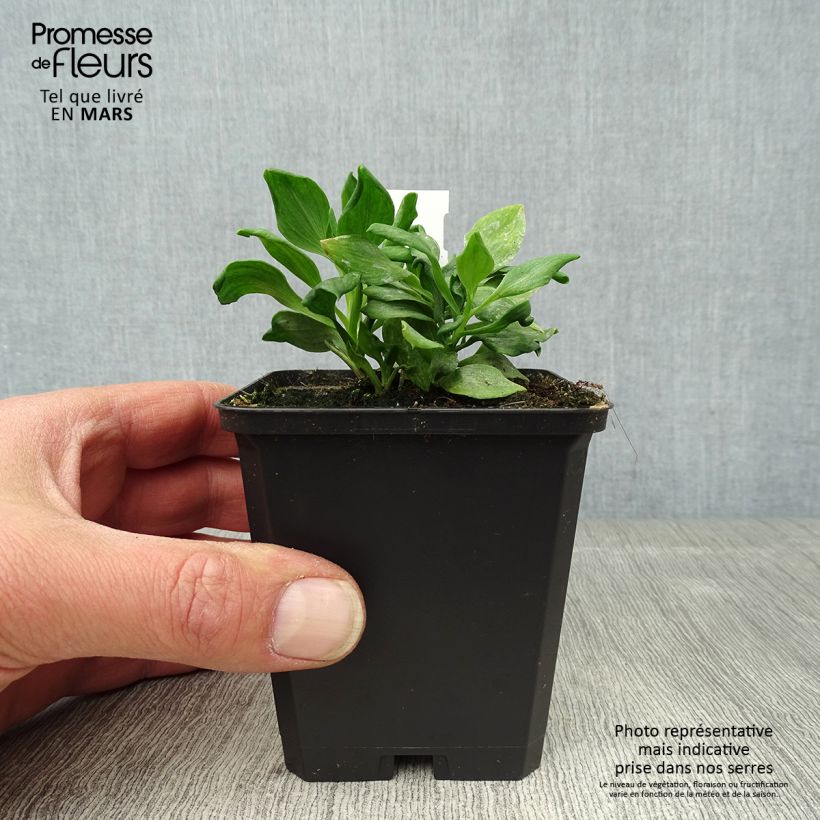 Example of Alstroemeria Duchesse Diane - Incalelie Kweekpotje van 8/9 cm as you get in printemps