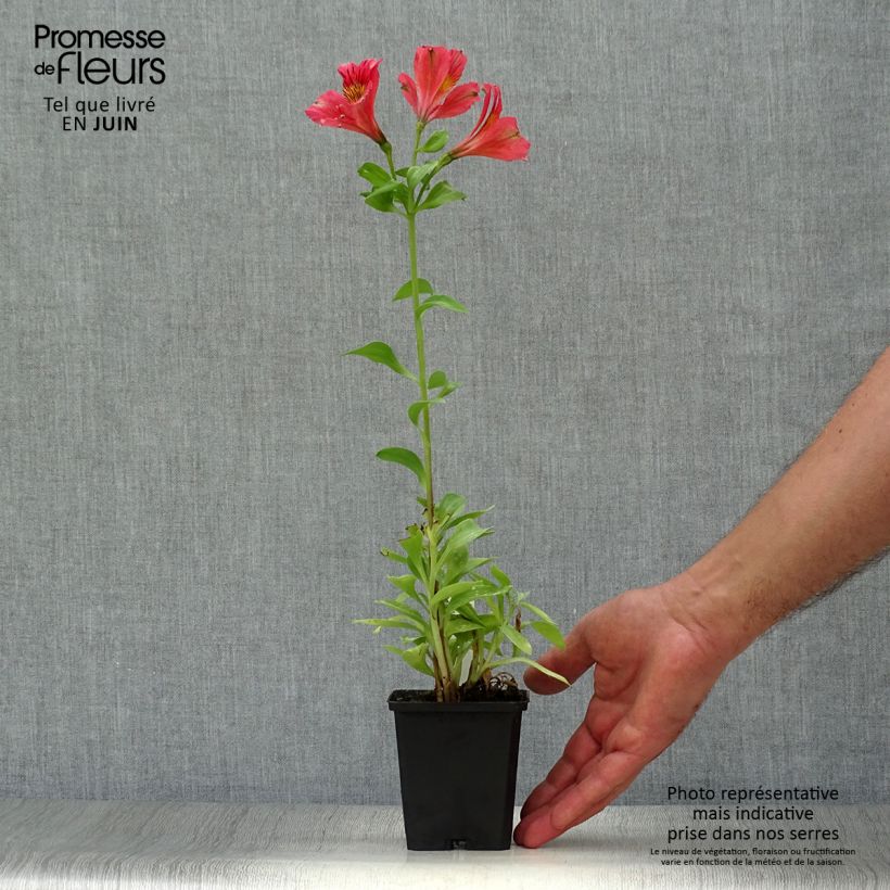 Exemplaar van Alstroemeria Duchesse Elisabeth - Incalelie Kweekpotje van 8/9 cm zoals geleverd in de zomer