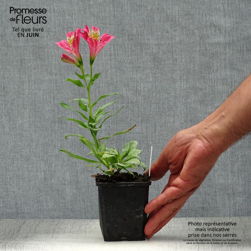 Exemplaar van Alstroemeria Duchesse Isabelle - Incalelie Kweekpotje van 8/9 cm zoals geleverd in de zomer