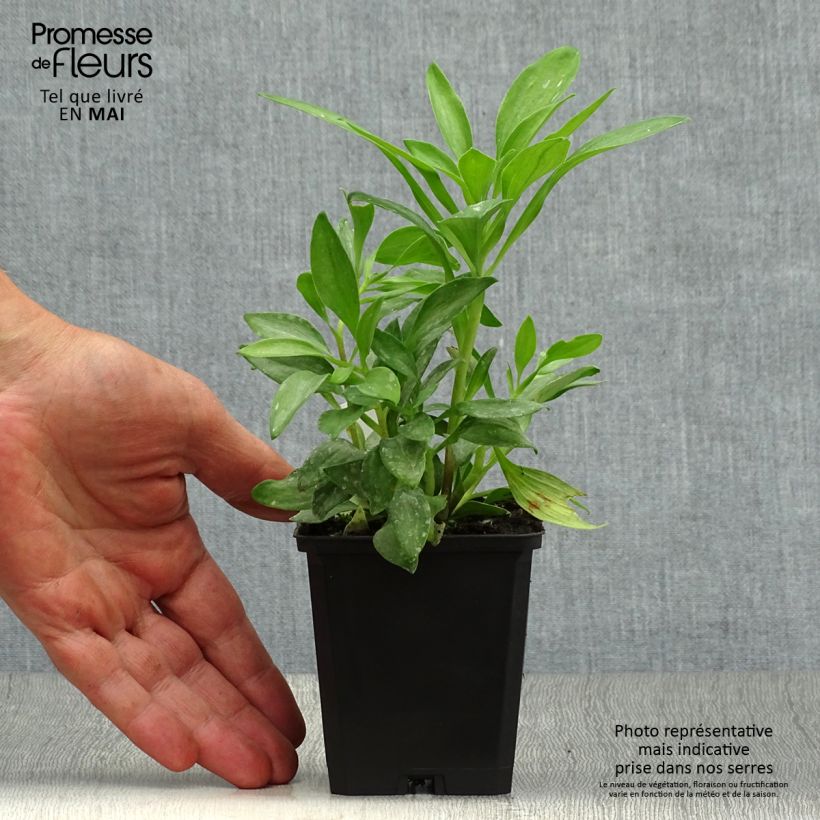 Example of Alstroemeria Duchesse Isabelle - Incalelie Kweekpotje van 8/9 cm as you get in printemps