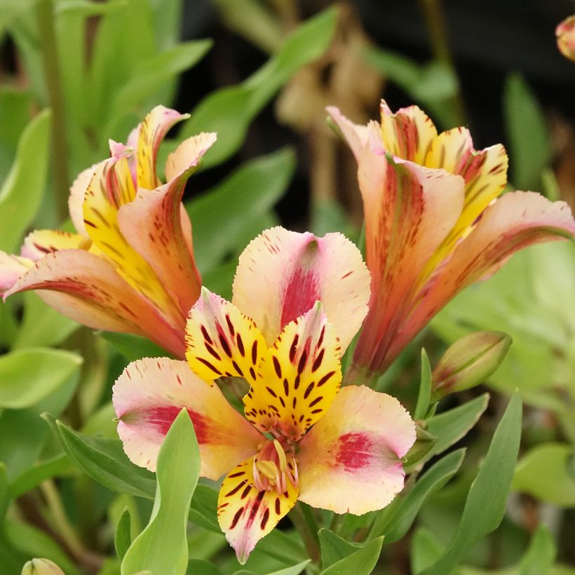 Alstroemeria Duchesse Marguerite - Incalelie (Bloei)