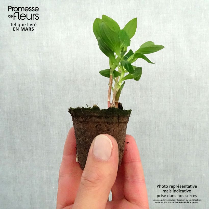 Exemplaar van Alstroemeria Inticancha Dark Purple - Incalelie Wortelkluit van 4 cm x 4,5 cm zoals geleverd in de lente