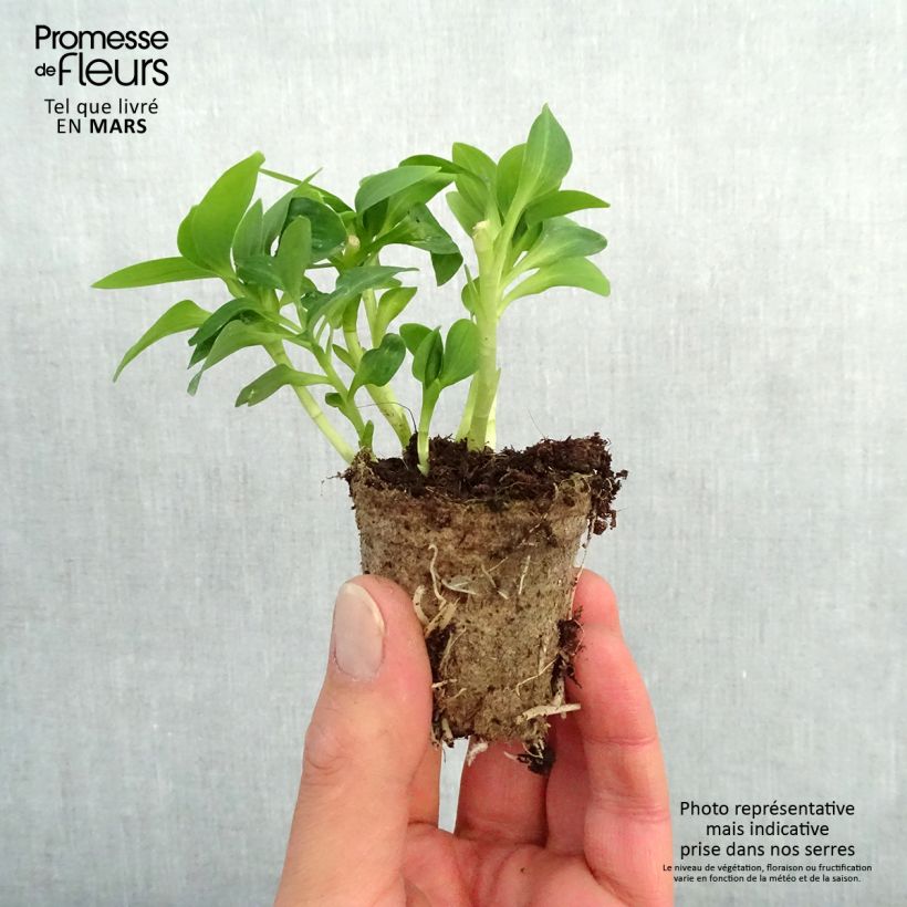 Example of Alstroemeria Inticancha Magic White - Incalelie Wortelkluit van 4 cm x 4,5 cm as you get in printemps