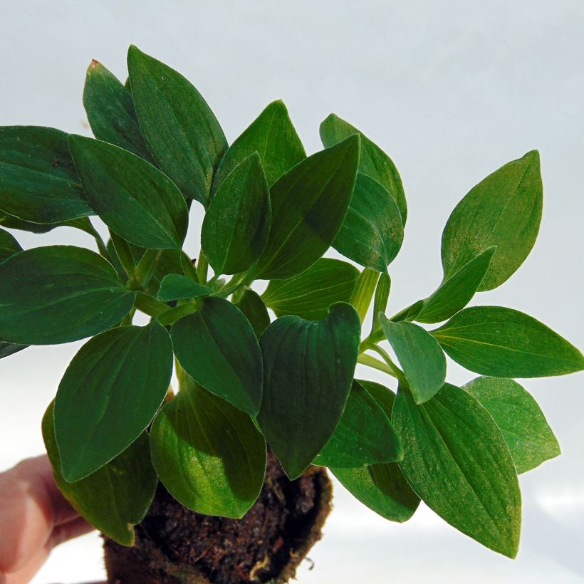 Alstroemeria Inticancha Navayo - Incalelie (Foliage)