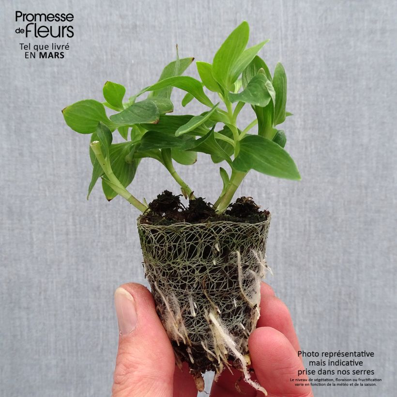 Example of Alstroemeria Inticancha Navayo - Incalelie Wortelkluit van 4 cm x 4,5 cm as you get in printemps