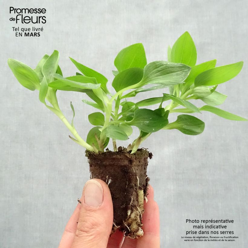 Exemplaar van Alstroemeria Inticancha Sunday - Incalelie Wortelkluit van 4 cm x 4,5 cm zoals geleverd in de lente