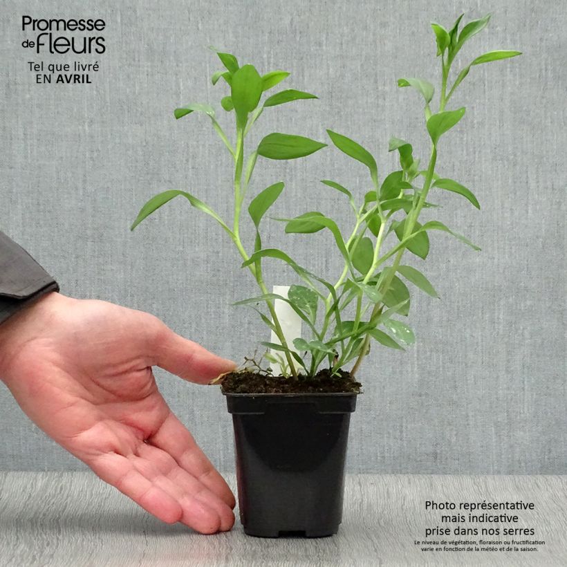 Example of Alstroemeria Majestic Layon - Incalelie Kweekpotje van 8/9 cm as you get in printemps