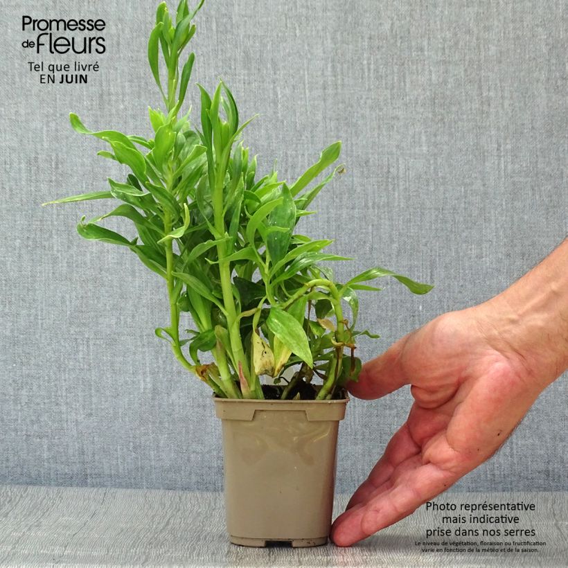 Exemplaar van Alstroemeria Majestic Mazé - Incalelie Kweekpotje van 8/9 cm zoals geleverd in de zomer