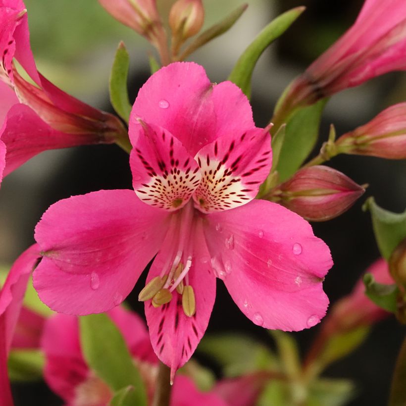 Alstroemeria Majestic Montsoreau - Incalelie (Bloei)
