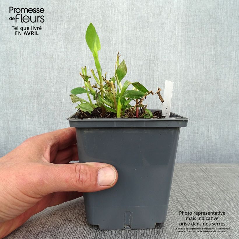 Exemplaar van Alstroemeria Majestic Montsoreau - Incalelie Pot van 1 l/1,5 l zoals geleverd in de lente