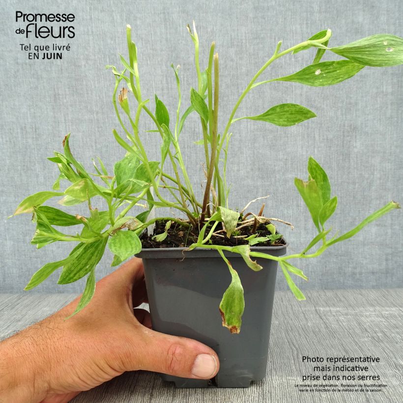Exemplaar van Alstroemeria Majestic Montsoreau - Incalelie Pot van 1 l/1,5 l zoals geleverd in de zomer