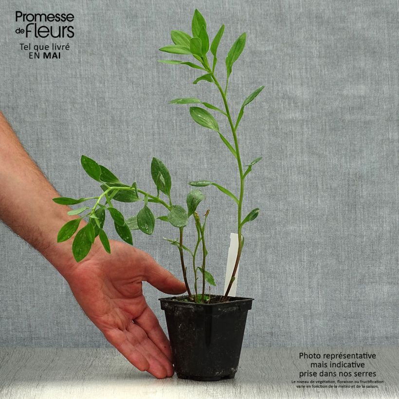 Exemplaar van Alstroemeria Majestic Tiercé - Incalelie Kweekpotje van 8/9 cm zoals geleverd in de lente