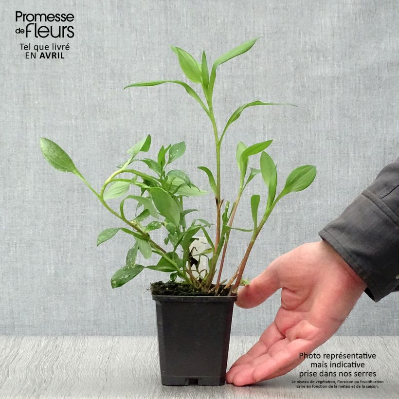 Exemplaar van Alstroemeria Majestic Aubance - Incalelie Kweekpotje van 8/9 cm zoals geleverd in de lente