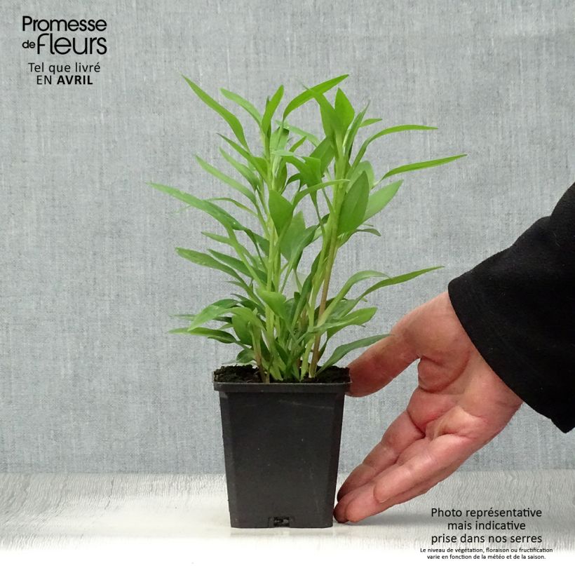 Exemplaar van Alstroemeria Majestic Avrillé - Incalelie Kweekpotje van 8/9 cm zoals geleverd in de lente