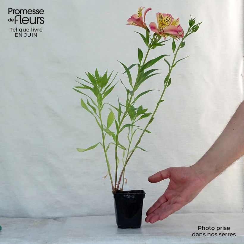 Exemplaar van Alstroemeria Majestic Avrillé - Incalelie Kweekpotje van 8/9 cm zoals geleverd in de zomer