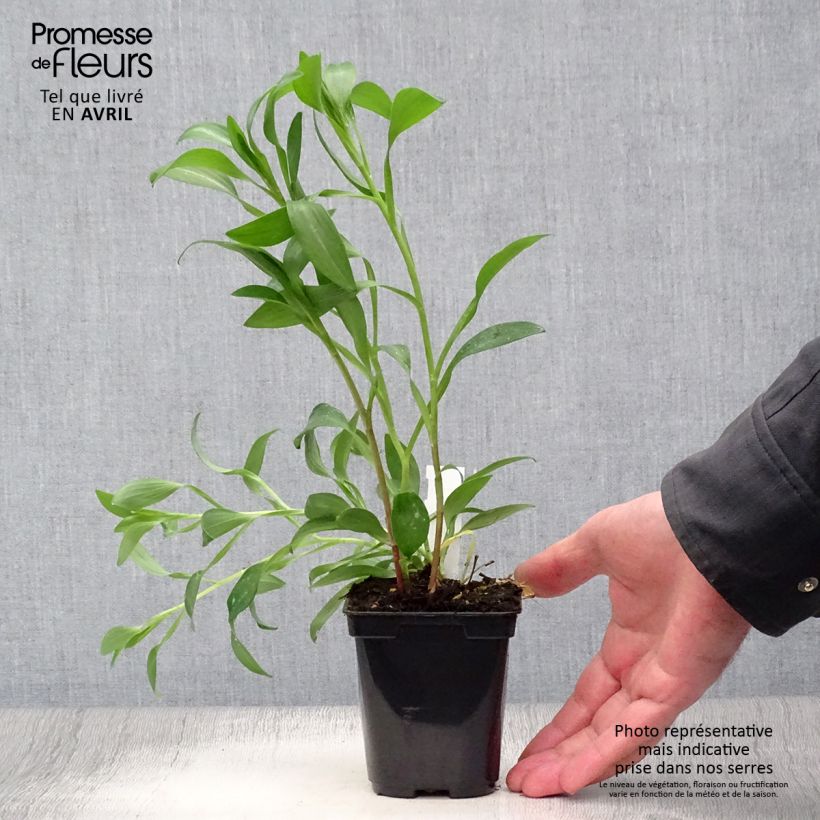 Exemplaar van Alstroemeria Majestic Brissac - Incalelie Kweekpotje van 8/9 cm zoals geleverd in de lente