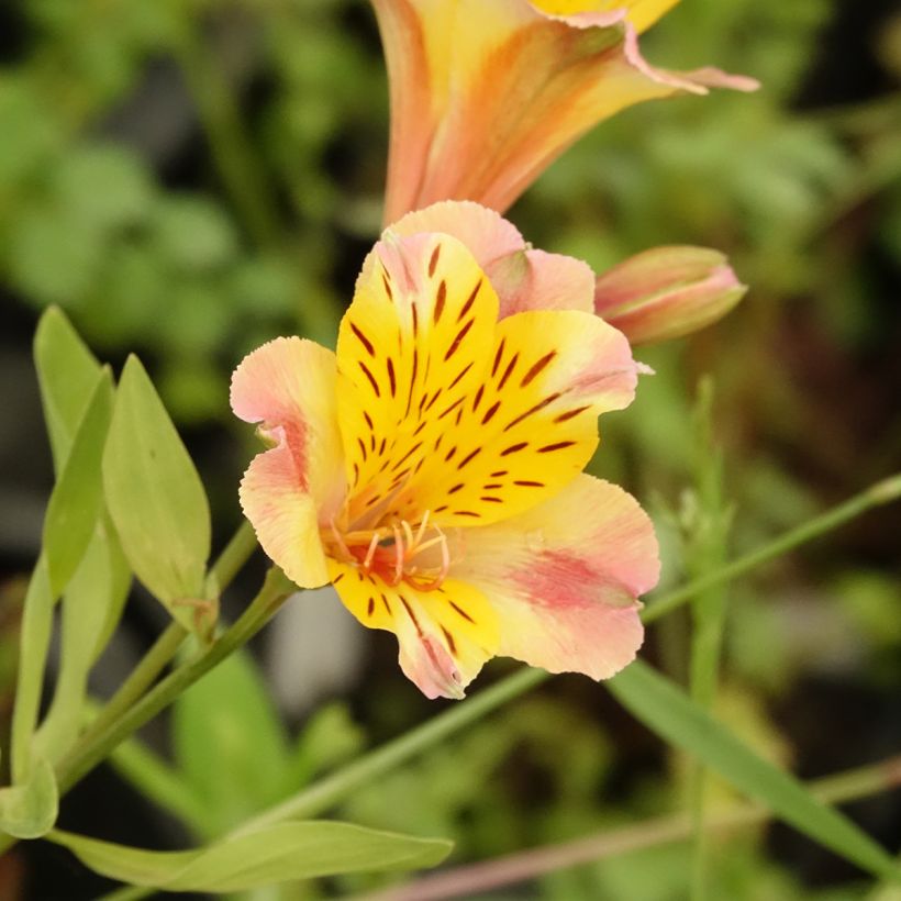 Alstroemeria Majestic Chartrené (Bloei)