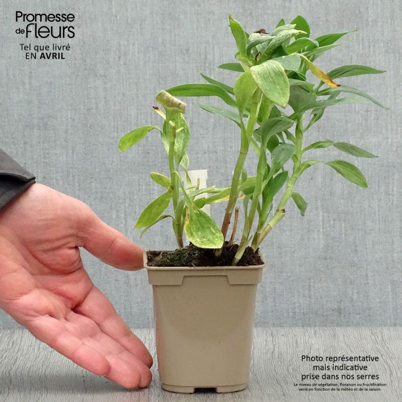 Exemplaar van Alstroemeria Majestic Fougeré - Incalelie Kweekpotje van 8/9 cm zoals geleverd in de lente