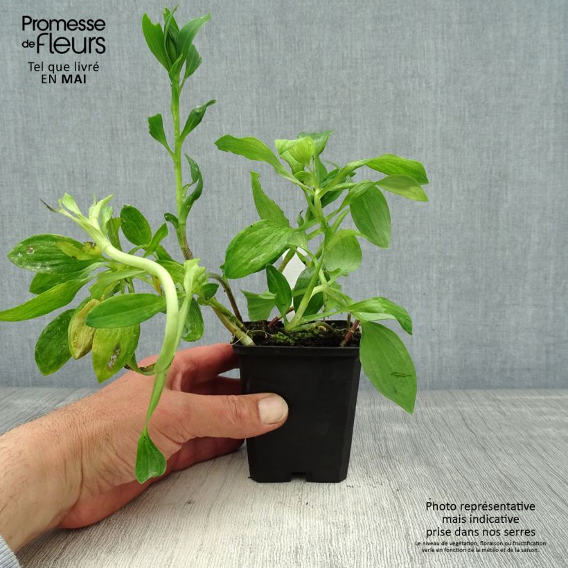 Exemplaar van Alstroemeria Pitchounes Chloé - Incalelie Kweekpotje van 8/9 cm zoals geleverd in de lente