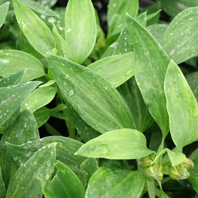Alstroemeria Pitchounes Chloé - Incalelie (Blad)