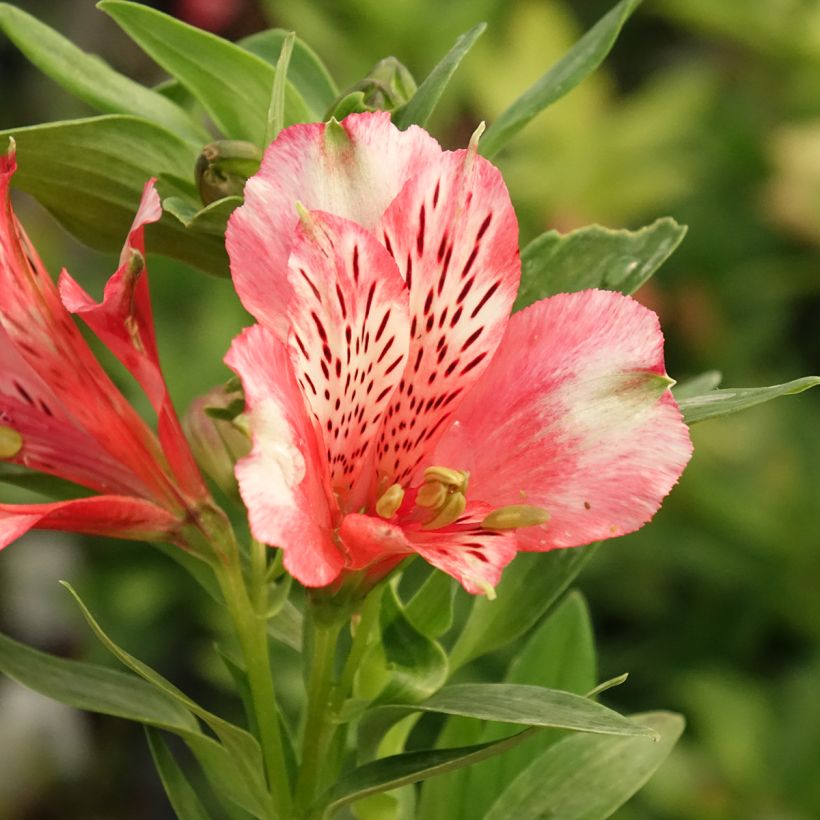 Alstroemeria Pitchounes Chloé - Incalelie (Bloei)