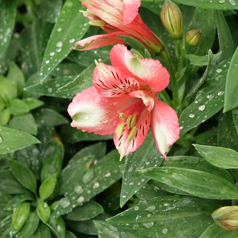 Alstroemeria Pitchounes Chloé - Incalelie (Bloei)