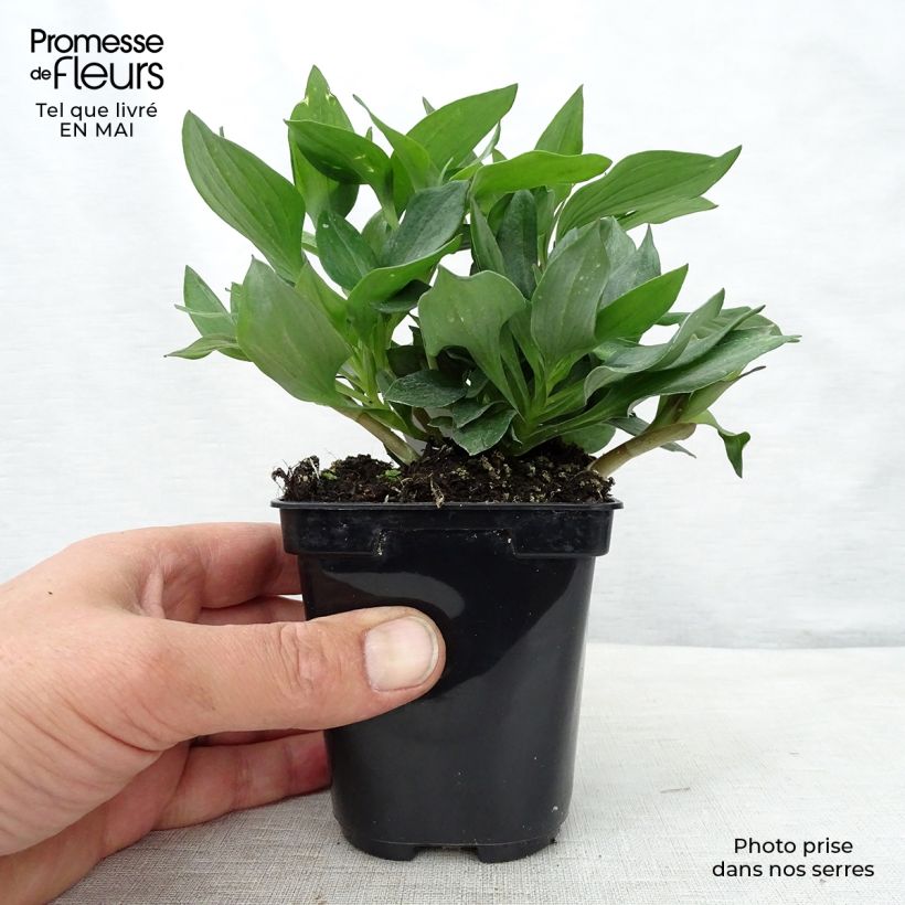 Exemplaar van Alstroemère Pitchounes Gaspard Kweekpotje van 8/9 cm zoals geleverd in de lente