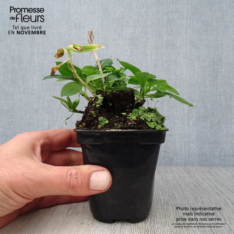 Exemplaar van Alstroemère Pitchounes Gaspard Kweekpotje van 8/9 cm zoals geleverd in de herfst
