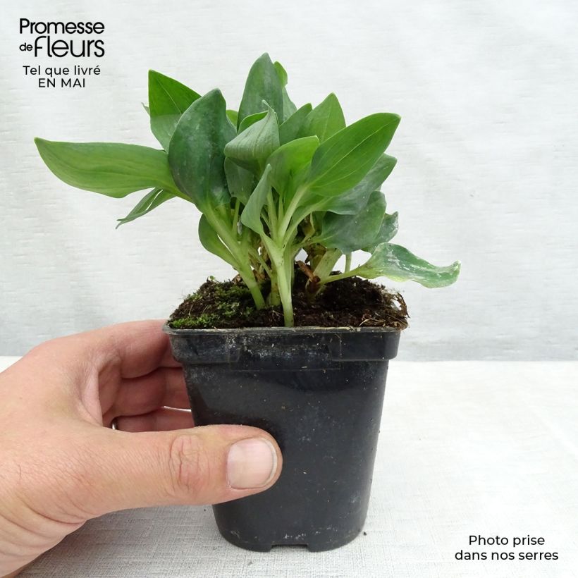 Example of Alstroemeria Pitchounes Noah - Incalelie Kweekpotje van 8/9 cm as you get in printemps