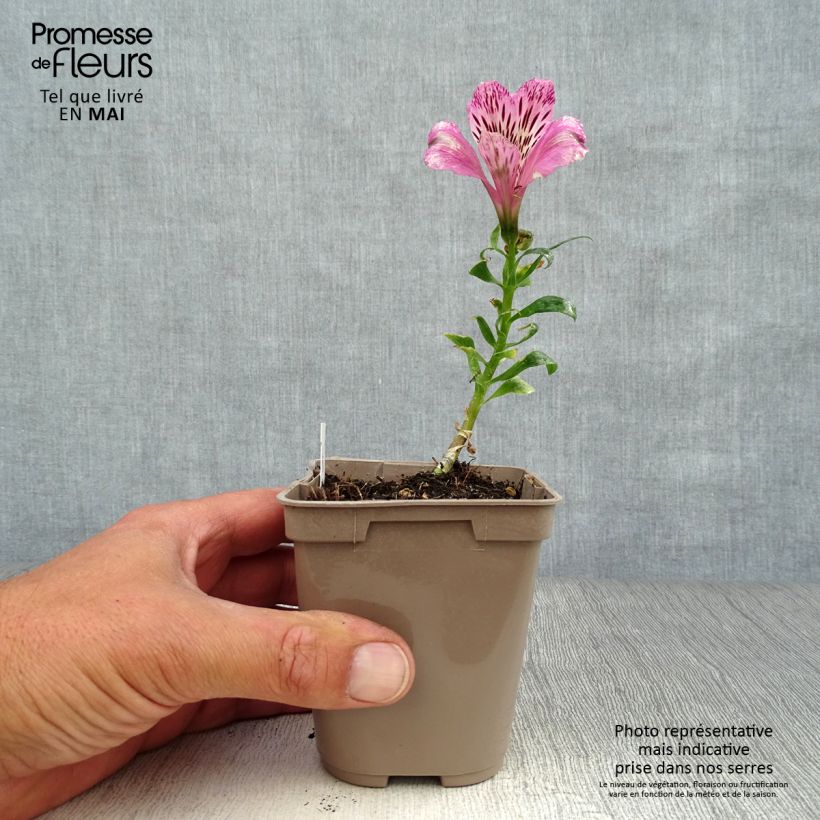 Exemplaar van Alstroemeria Pitchounes Oceane - Incalelie Kweekpotje van 8/9 cm zoals geleverd in de lente