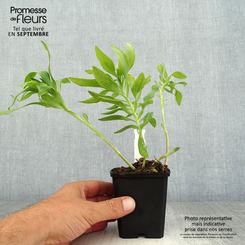 Exemplaar van Alstroemeria Pitchounes Oceane - Incalelie Kweekpotje van 8/9 cm zoals geleverd in de zomer