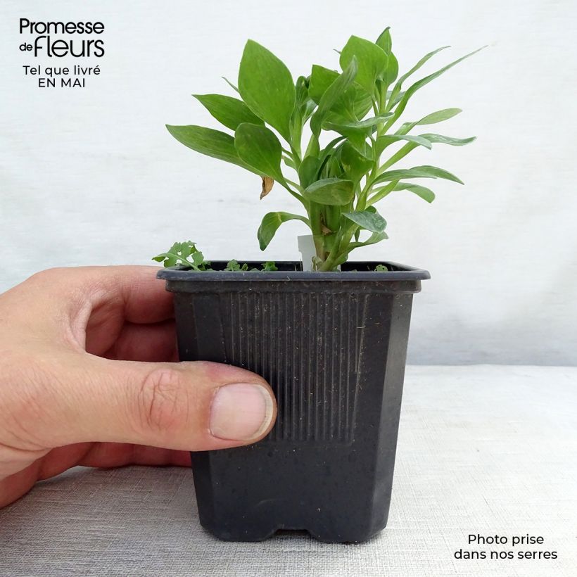 Exemplaar van Alstroemeria Pitchounes Rosie - Incalelie Kweekpotje van 8/9 cm zoals geleverd in de lente