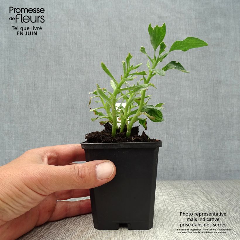 Exemplaar van Alstroemeria Pitchounes Stella - Incalelie Kweekpotje van 8/9 cm zoals geleverd in de zomer
