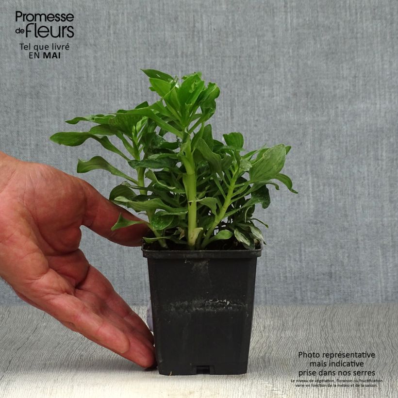 Exemplaar van Alstroemeria Pitchounes Stella - Incalelie Kweekpotje van 8/9 cm zoals geleverd in de lente